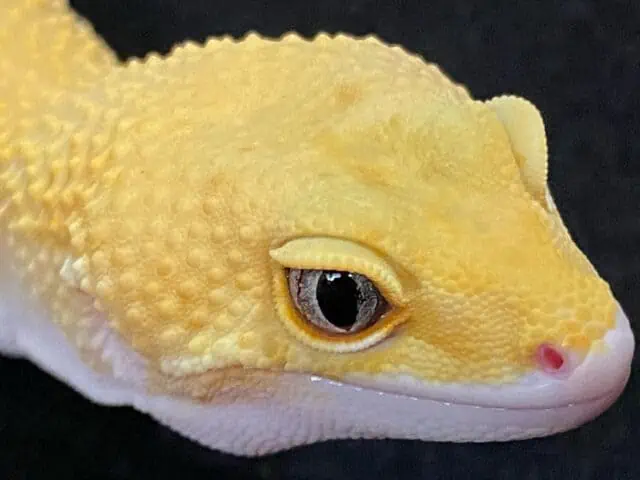 Eclipse Leopard Gecko