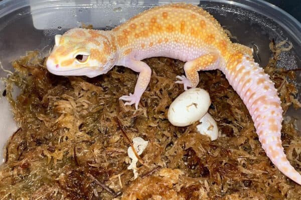 Female Leopard Gecko laying egg