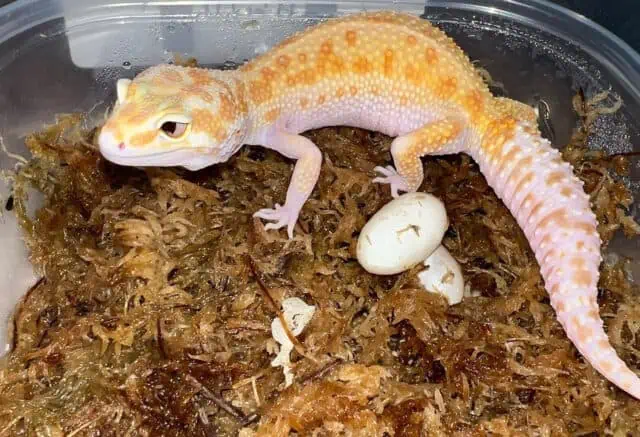 Female Leopard Gecko laying egg