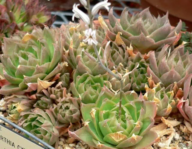 Haworthia succulent is safe for leopard geckos