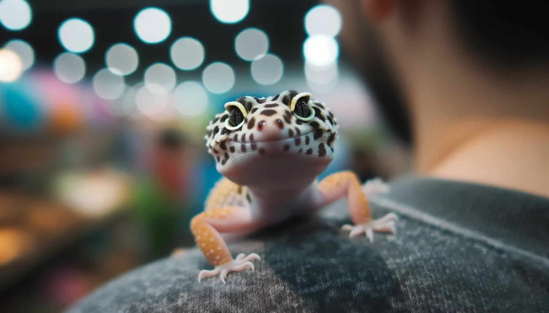 How long will a leopard gecko sit on the shoulder