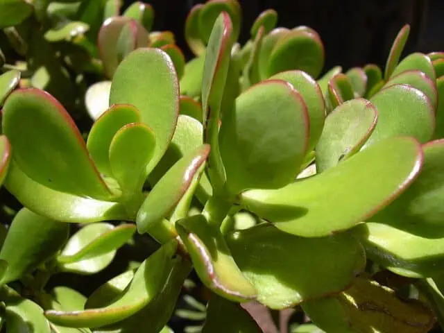 Jade Plant