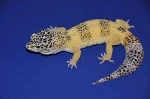 Lemon Frost Leopard Gecko Morph