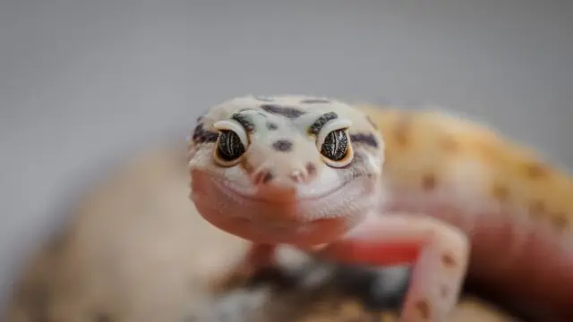 Leopard Gecko Eyes