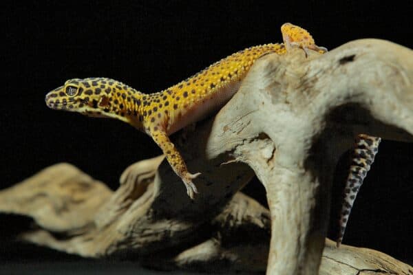 Leopard Gecko can change colors