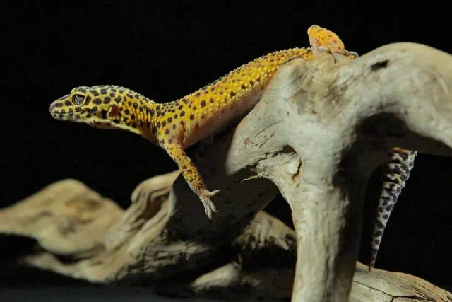 Leopard Gecko can change colors