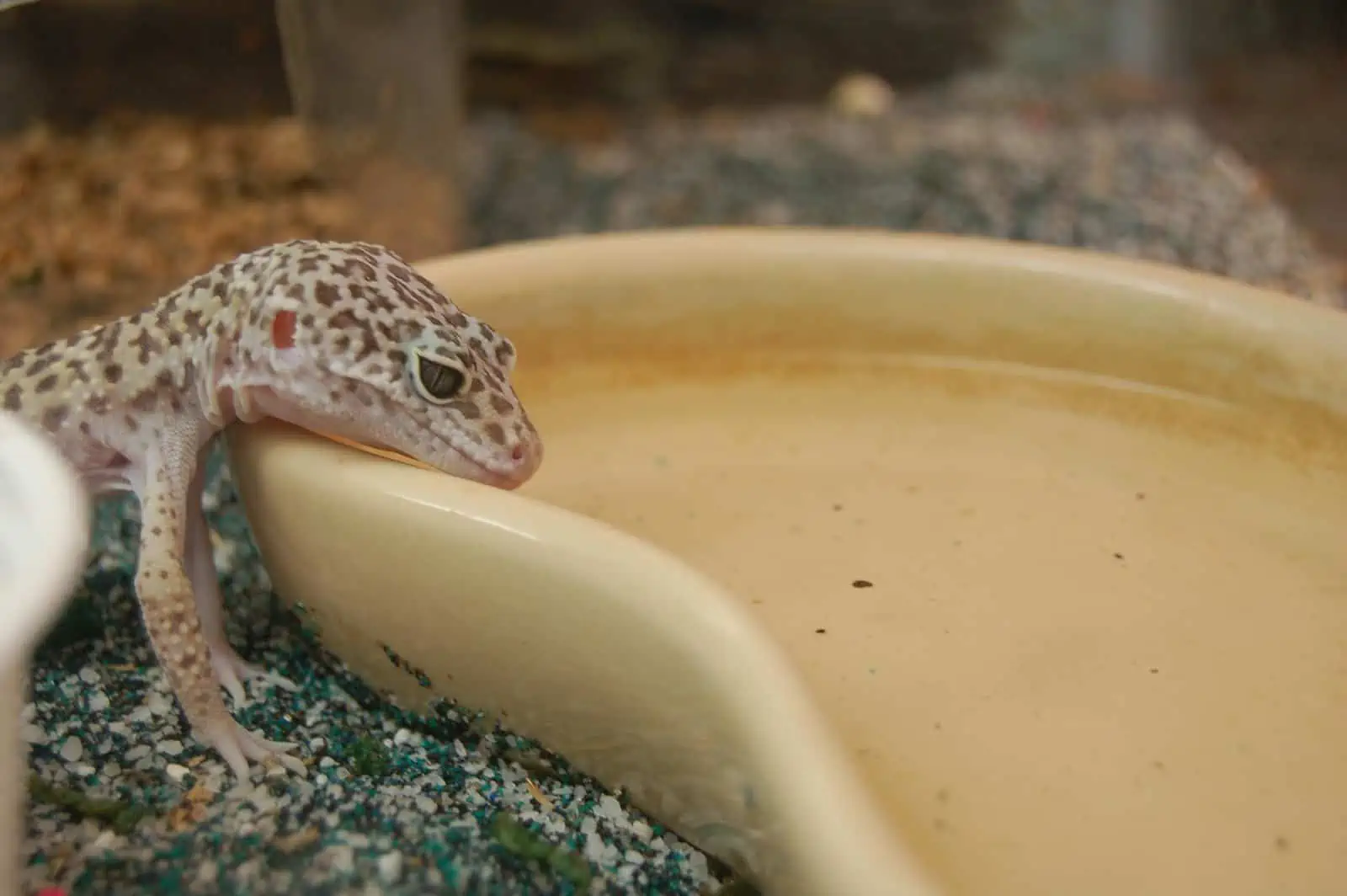 Leopard Gecko drinking water from bowl