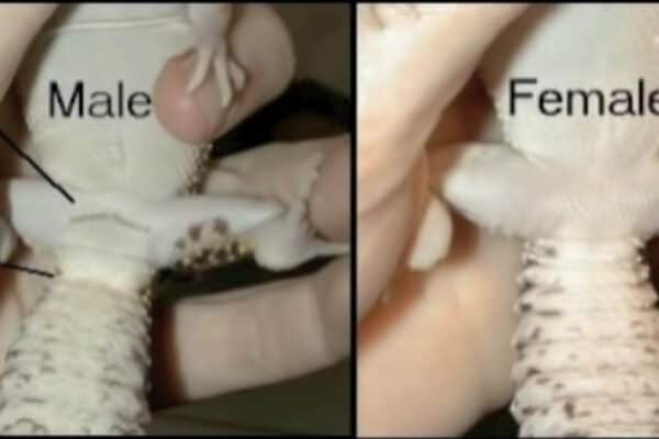 Leopard Gecko male vs female differences