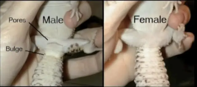Leopard Gecko male vs female differences