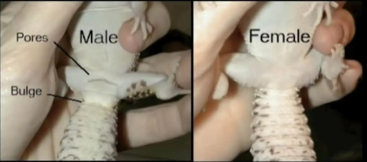 Leopard Gecko male vs female differences