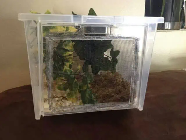 Leopard Gecko plastic tub