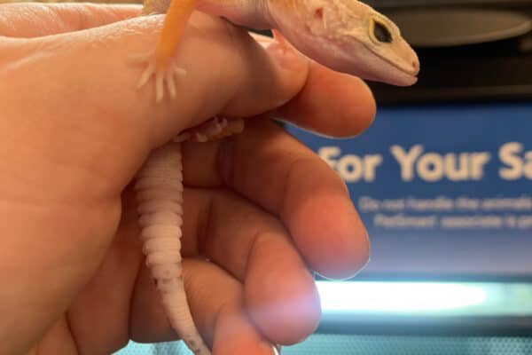 Leopard Gecko with underbite