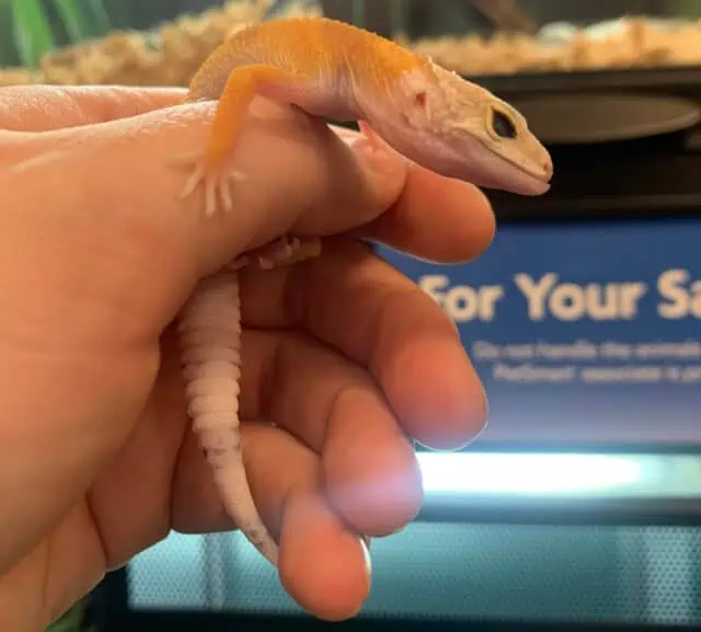 Leopard Gecko with underbite