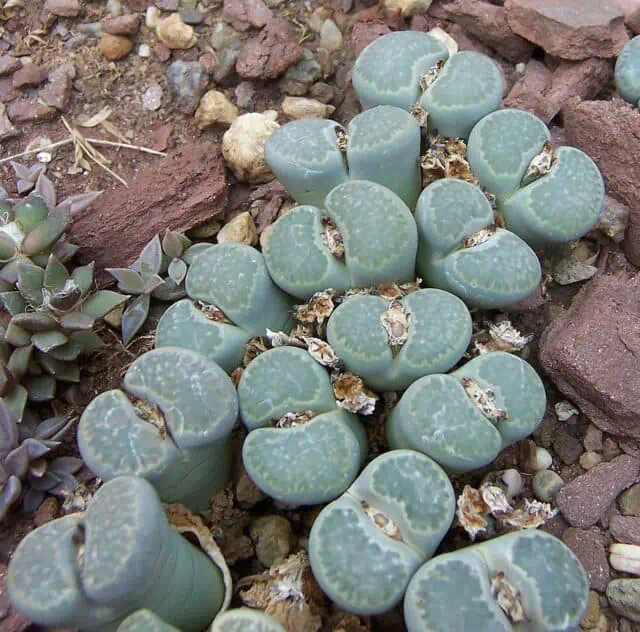 Living Stones