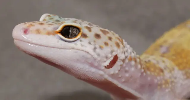 Marble Eye Leopard Gecko