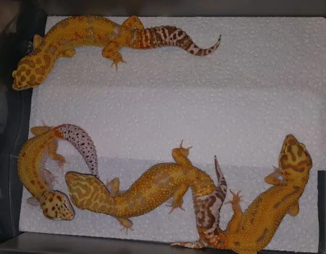 Nieve Tangerine Leopard Gecko