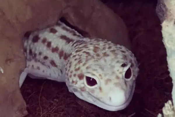 Radar Leopard Gecko morph