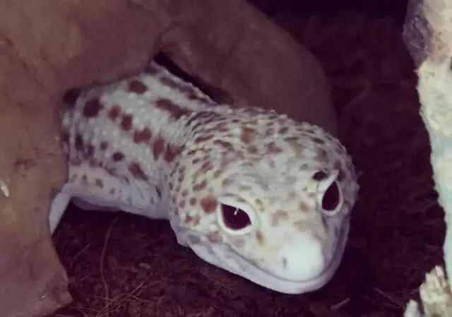 Radar Leopard Gecko morph