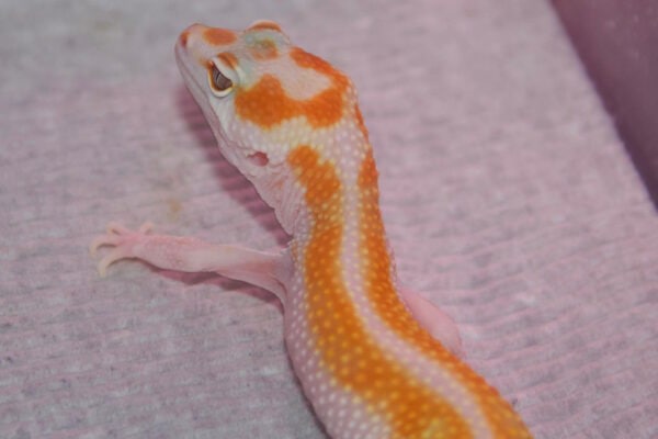 Red Stripe Leopard Gecko