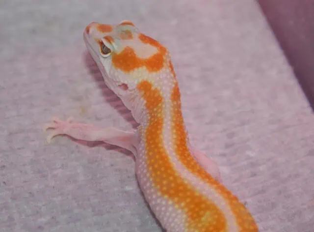 Red Stripe Leopard Gecko