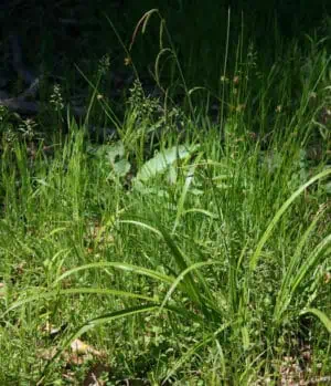 Sedge Grass