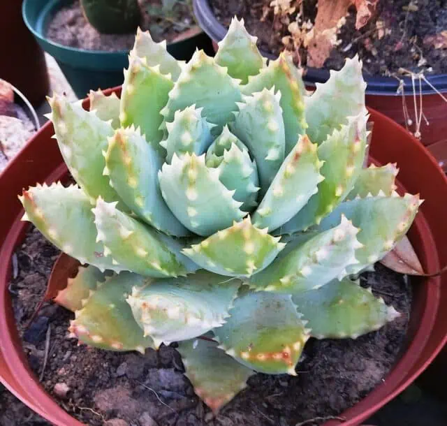 Short-Leaved Aloe