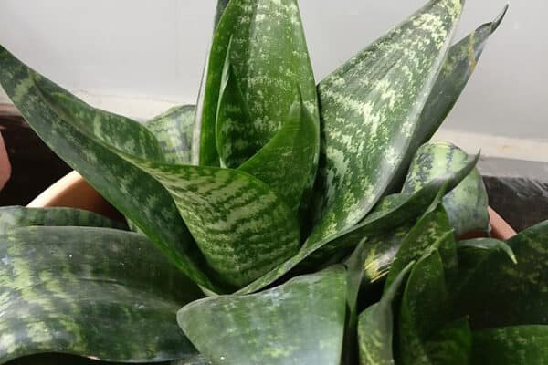 Snake Plants