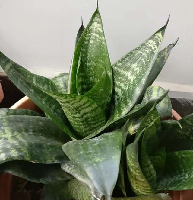 Snake Plants