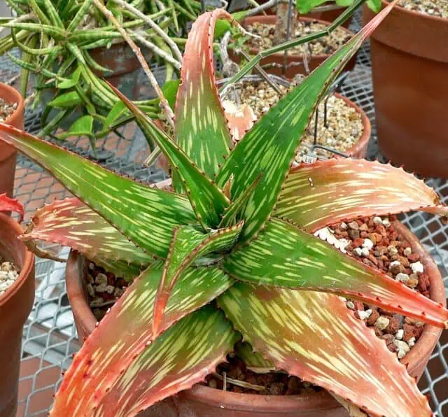 Somalian Aloe