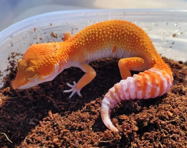 Sunglow Leopard Gecko