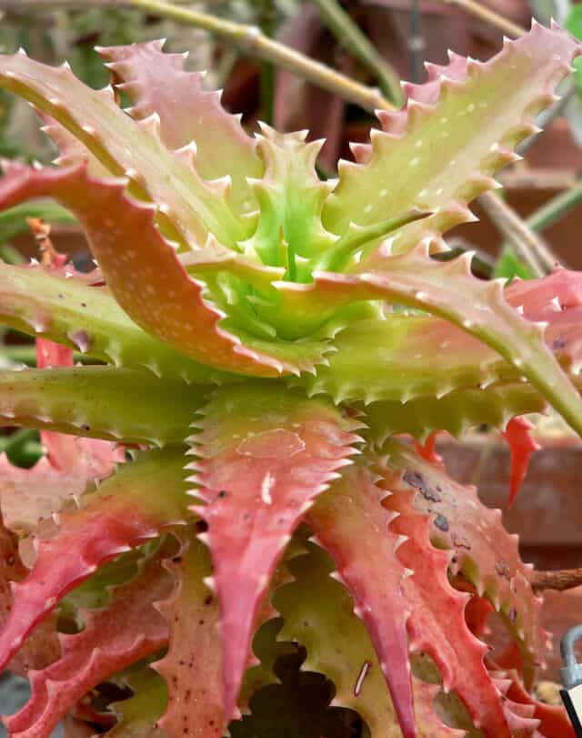 Sunset Aloe