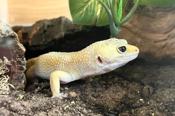 Super Hypo Leopard Gecko morph