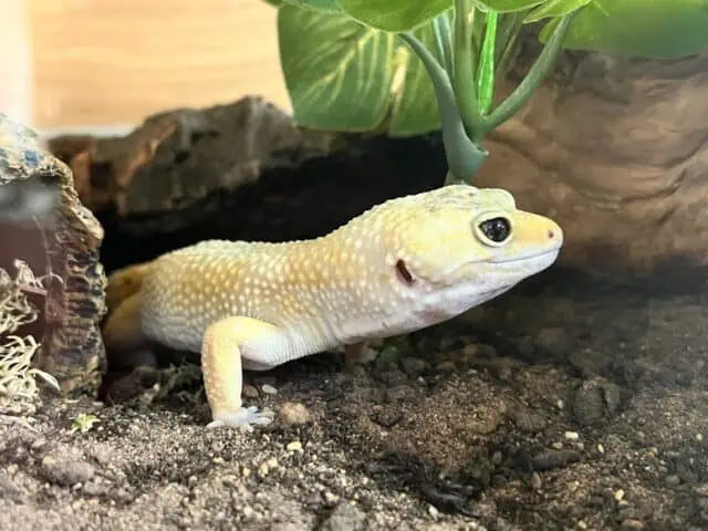 Super Hypo Leopard Gecko morph