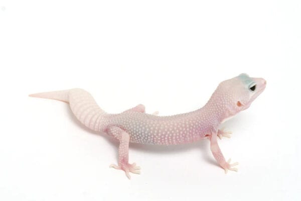 Super Snow Patternless Leopard Gecko