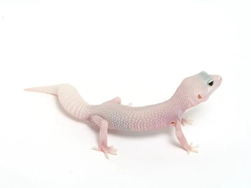 Super Snow Patternless Leopard Gecko