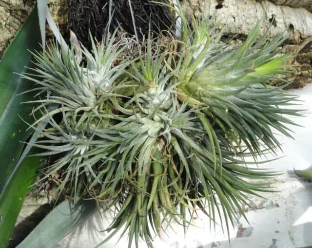 Tillandsia ionantha