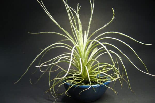 Tillandsia tectorum