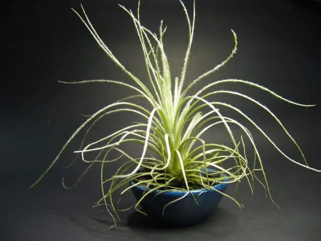 Tillandsia tectorum