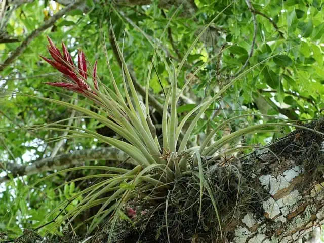 Air plants