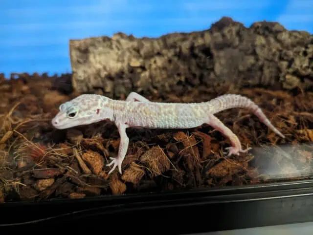 Underweight Leopard Gecko