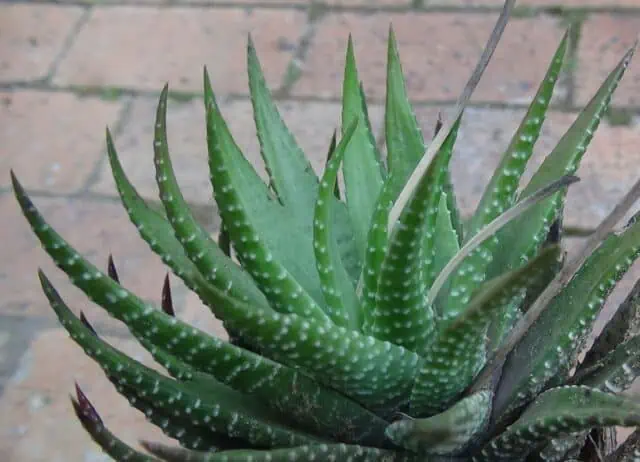 Zebra Cactus